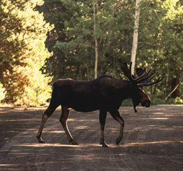 O Seguro cobre danos ocasionados por animais na pista?